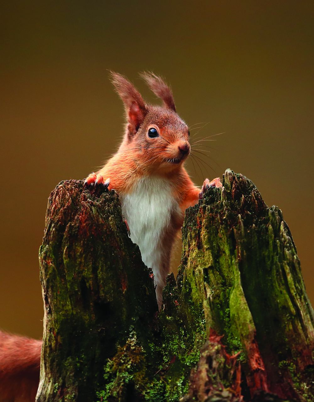 Saving Scotland's Red Squirrels